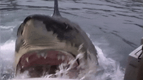 Shark biting boat